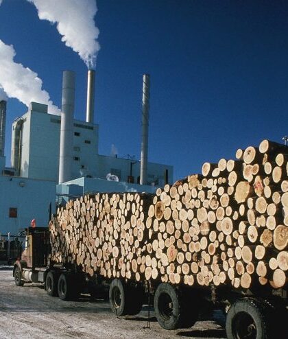 Pulp-1-750x494 Pulp-1-750x494